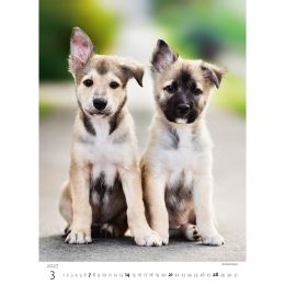 Nástěnný kalendář 2027 Puppies/Štěňátka/Štěňátka (1)
