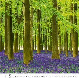 Nástěnný kalendář 2027 Forest/Wald/Les (1)